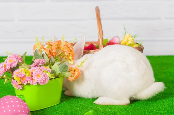 Conejo blanco en la hierba con flores y un baske — Foto de Stock