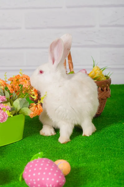 White rabbit op het gras met bloemen en een baske — Stockfoto