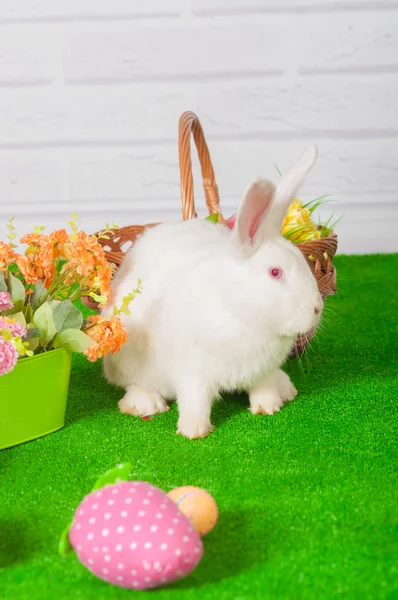 Conejo blanco en la hierba con flores y un baske — Foto de Stock