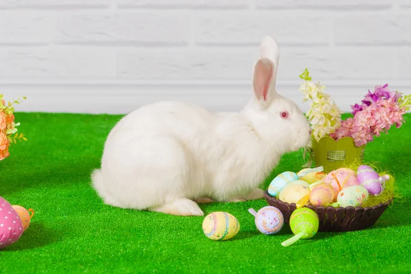 Lapin blanc sur l'herbe avec des fleurs et un prélat — Photo