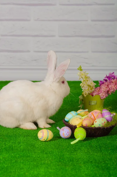 White rabbit on the grass with flowers and a baske — Stock Photo, Image