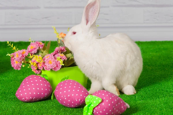 Conejo blanco en la hierba con flores y un baske — Foto de Stock