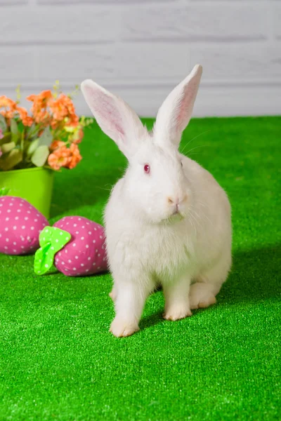 Conejo blanco en la hierba con flores y un baske — Foto de Stock