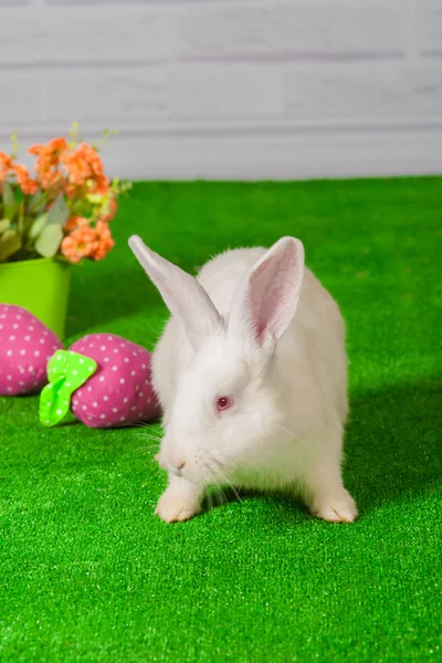 White rabbit op het gras met bloemen en een baske — Stockfoto