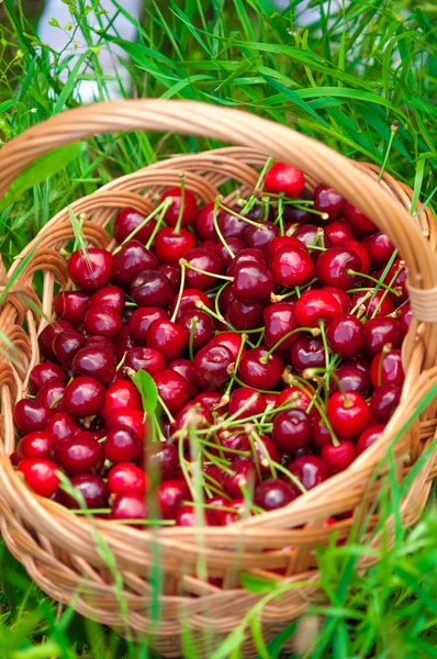 Basket of cherries on a  grass — Stock Photo, Image