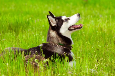 Yeşil çimlerin üzerinde iri yarı bir köpek