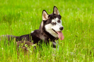 Yeşil çimlerin üzerinde iri yarı bir köpek