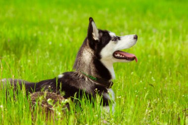 Yeşil çimlerin üzerinde iri yarı bir köpek