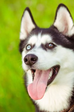 Yeşil çimlerin üzerinde iri yarı bir köpek