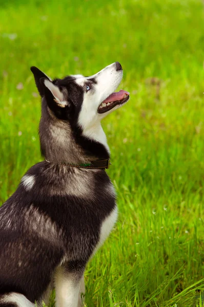 Собака хаски на зеленой траве — стоковое фото