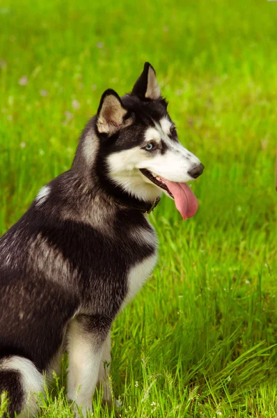 Husky hund på grönt gräs — Stockfoto