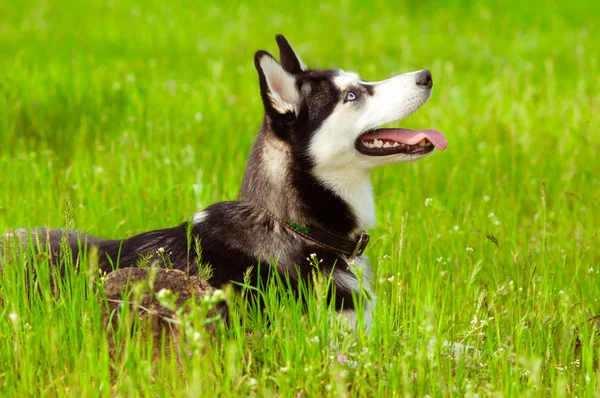 Yeşil çimlerin üzerinde iri yarı bir köpek — Stok fotoğraf