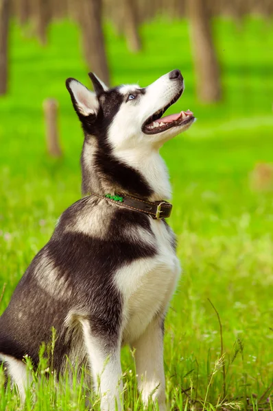Yeşil çimlerin üzerinde iri yarı bir köpek — Stok fotoğraf