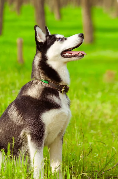 Cão husky na grama verde — Fotografia de Stock