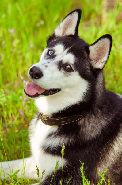 Cão husky na grama verde — Fotografia de Stock