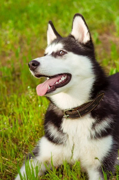 Perro husky sobre hierba verde —  Fotos de Stock