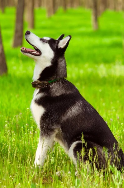 Perro husky sobre hierba verde —  Fotos de Stock