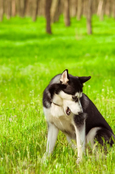 Husky hond op groen gras — Stockfoto