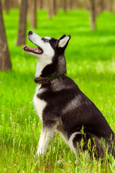 Husky hond op groen gras — Stockfoto