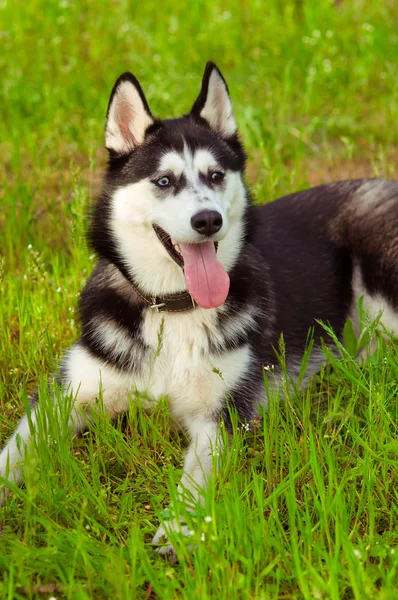 Husky dog on green grass — Stock Photo, Image