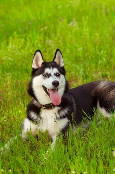 Husky dog on green grass — Stock Photo, Image