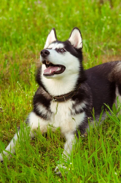 Cão husky na grama verde — Fotografia de Stock