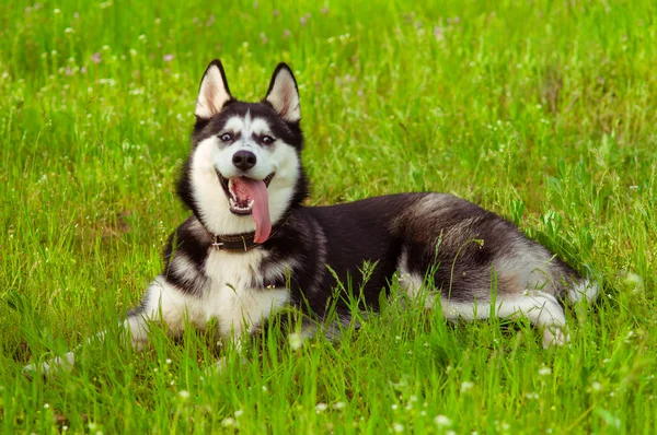 Cão husky na grama verde — Fotografia de Stock