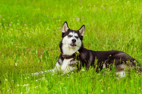 Cão husky na grama verde — Fotografia de Stock
