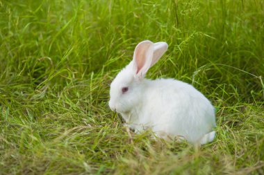 Beyaz Paskalya tavşanı çimenlerin üzerinde