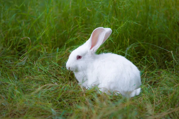 Conejo de Pascua blanco en la hierba —  Fotos de Stock