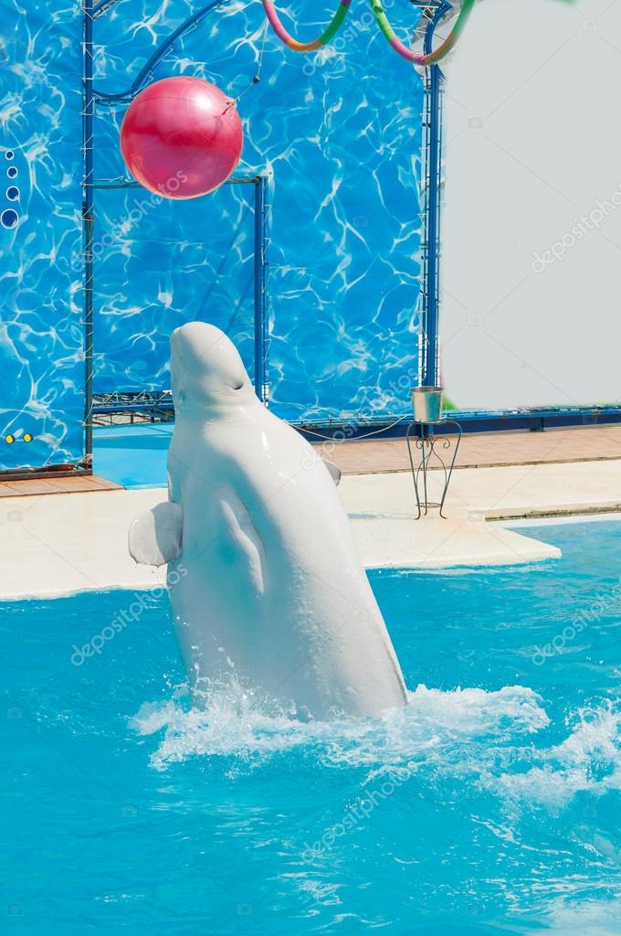 Baleine Blanche Dans Leau De La Piscine Photographie