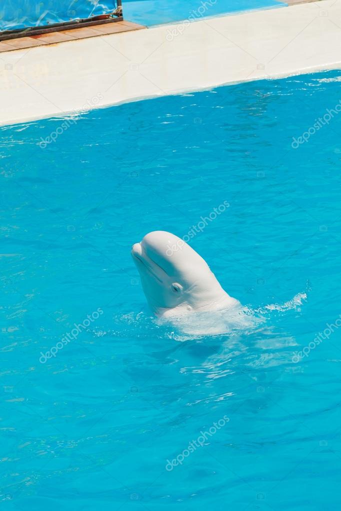 Baleine Blanche Dans Leau De La Piscine Photographie