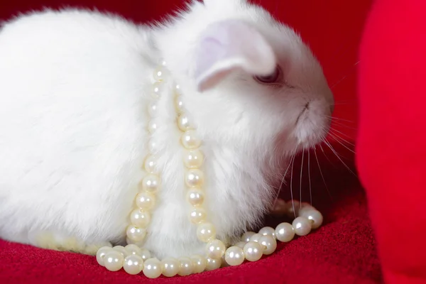白ウサギと心白真珠 — ストック写真