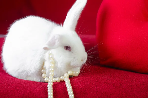 白珍珠白色的兔子与心 — 图库照片