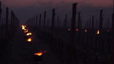 KIZ, POMEROL, BORDEAUX VINEYARD 7 MARS 2021 BORDEAUX VINEYARD 'NİN VINEYARD SERO TEMPERÜRLERİNDE YARDIRILMASI 