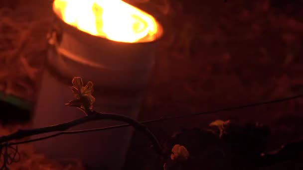 グロンド、ポメロル、オイル燃焼2021年3月7日の氷点下の温度の間にブドウ畑でスムージポットを燃やすボルドー・ワインヤード — ストック動画