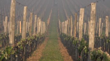 Gironde, Fransa, Timelapse, Traktör çalışıyor, Bordeaux üzüm bağında saban sürüyor