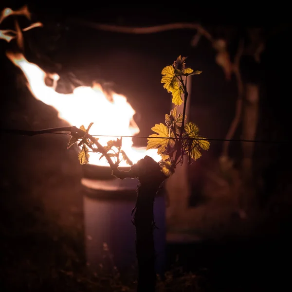 GIRONDE, POMEROL, OLIE-BURGING VAN SMUDGE POTEN IN VINEYARD DURING SUB-ZERO TEMPERATURES VAN 7 maart 2021, BORDEAUX VINEYARD — Stockfoto