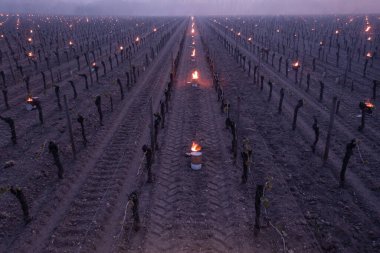 KIZ, POMEROL, BORDEAUX VINEYARD 7 MARS 2021 BORDEAUX VINEYARD 'NİN VINEYARD SERO TEMPERÜRLERİNDE YARDIRILMASI 