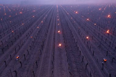 KIZ, POMEROL, BORDEAUX VINEYARD 7 MARS 2021 BORDEAUX VINEYARD 'NİN VINEYARD SERO TEMPERÜRLERİNDE YARDIRILMASI 