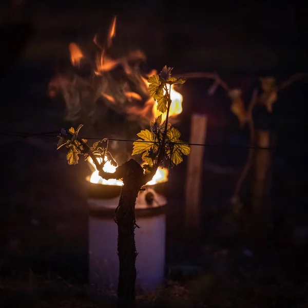 GIRONDE, POMEROL, HUILE BURNING SMUDGE POTS IN VINEYARD DURANT LES TEMPERATURES DE SUB-ZERO DU 7 MARS 2021, BORDEAUX VINEYARD — Photo