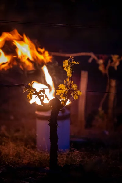 GIRONDE, POMEROL, OIL BURNING SMUDGE POTS IN VINEYARD DURING SUB-ZERO TEMPERATURES OF 7 MARS 2021, BORDEAUX VINEYARD — Stock Photo, Image