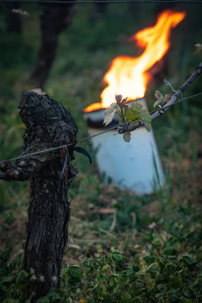 KIZ, POMEROL, BORDEAUX VINEYARD 7 MARS 2021 BORDEAUX VINEYARD 'NİN VINEYARD SERO TEMPERÜRLERİNDE YARDIRILMASI Telifsiz Stok Imajlar