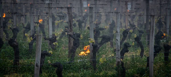 GIRONDE, POMEROL, HUILE BURNING SMUDGE POTS IN VINEYARD DURANT LES TEMPERATURES DE SUB-ZERO DU 7 MARS 2021, BORDEAUX VINEYARD Photos De Stock Libres De Droits