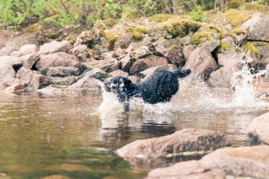 Göle sıçramasına