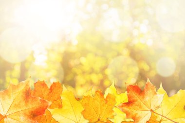 Köpüklü sonbahar arka plan çerçeve