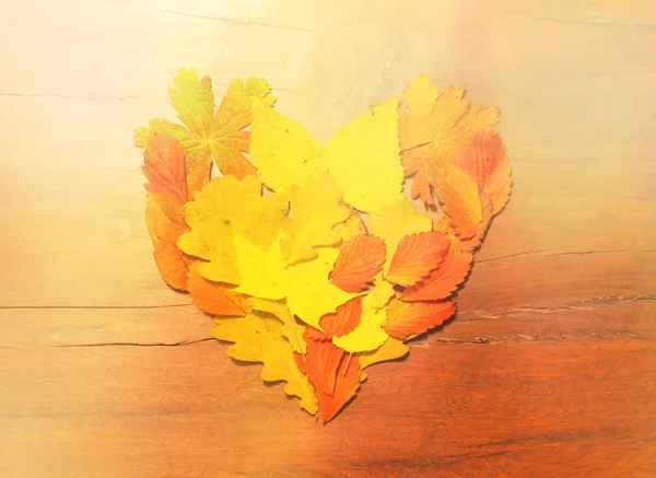 Feuilles en forme de coeur — Photo