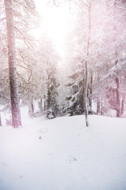 Sihirli kış Harikalar Diyarı