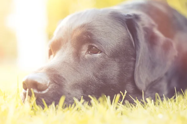 Cão relaxado no chão — Fotografia de Stock