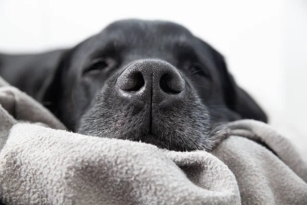 Black Labrador Dog Sover Fokus Noshörning Snout Och Grått Skägg — Stockfoto